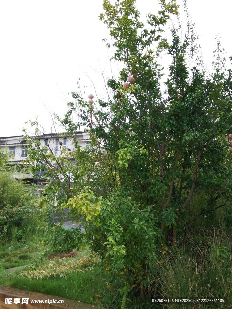 户外繁茂绿植景观