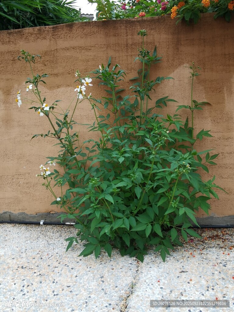 墙边绿植生机盎然