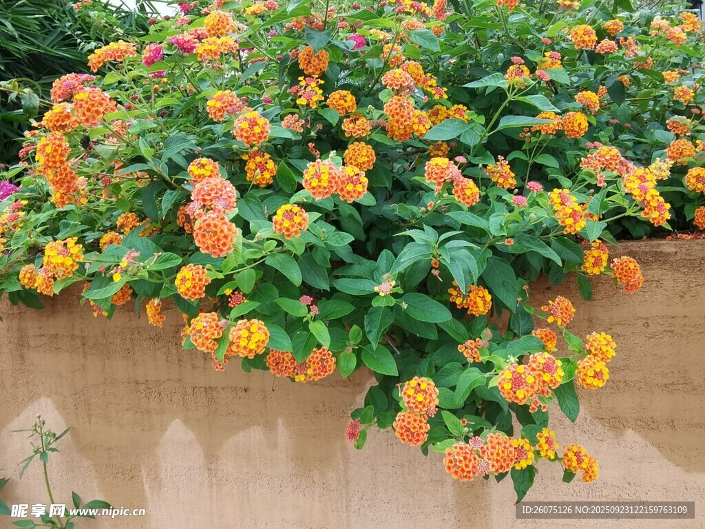 橙色花卉垂挂于墙面