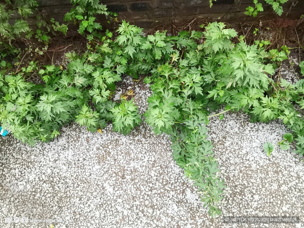 墙边翠绿藤蔓植物景观