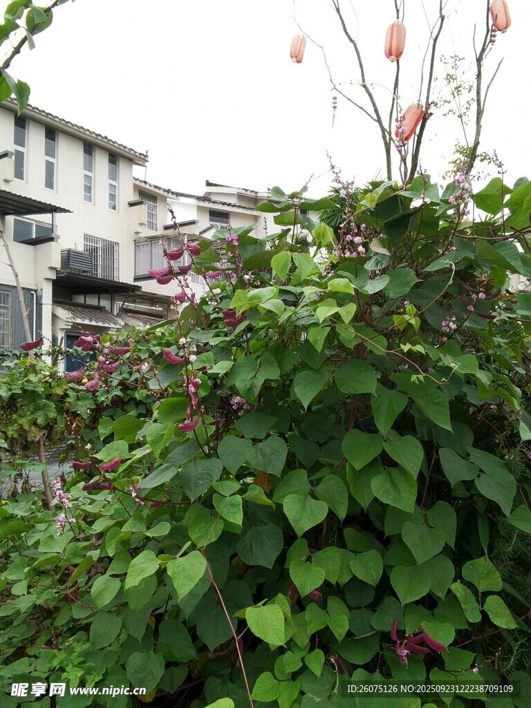 绿叶繁花中的自然景致