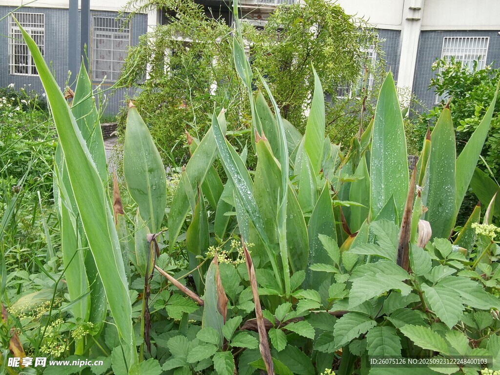 户外繁茂绿植景观