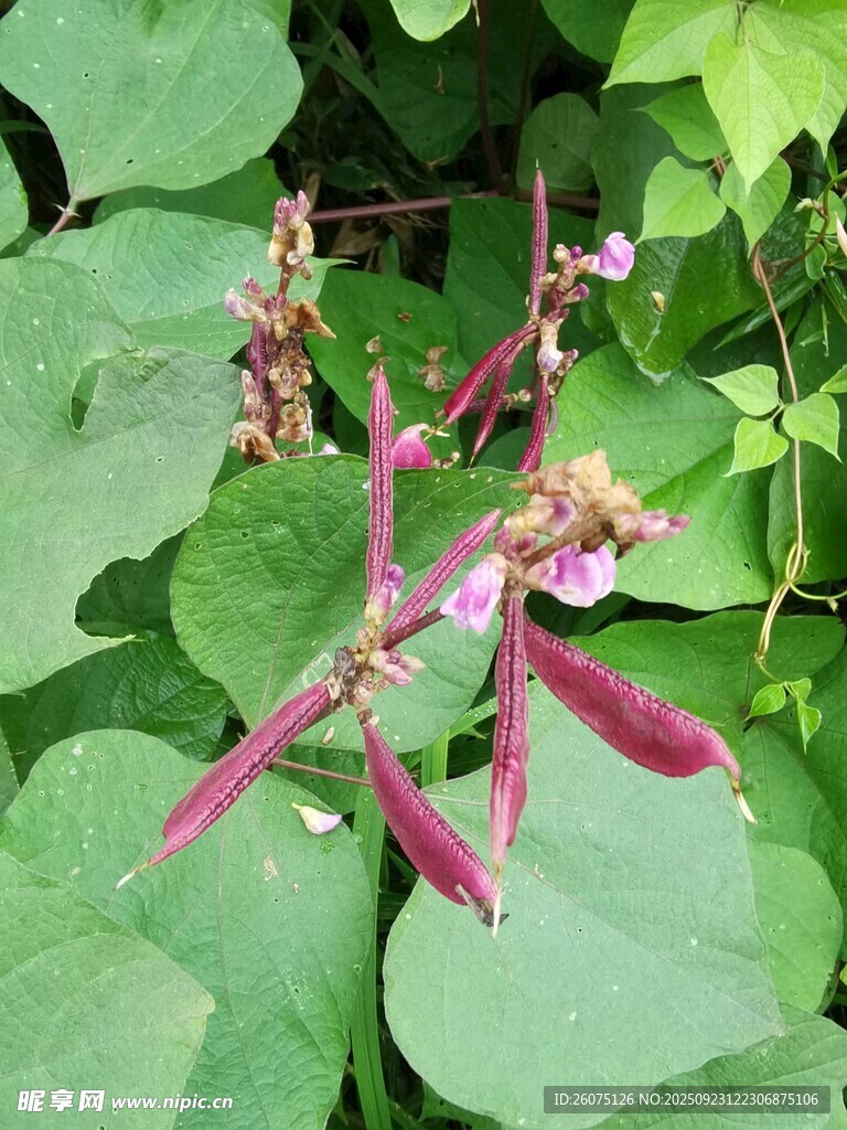 紫豆角植株上的清新小花