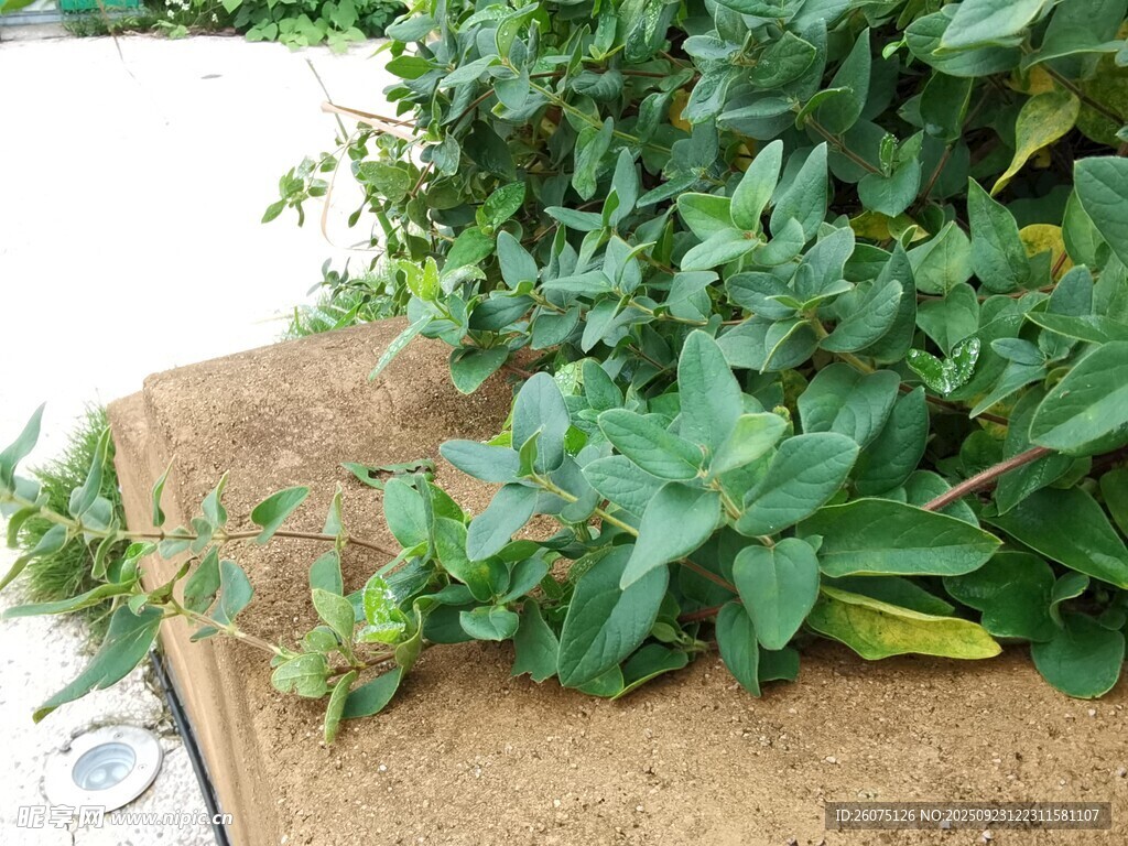 新鲜绿植生机盎然的草本