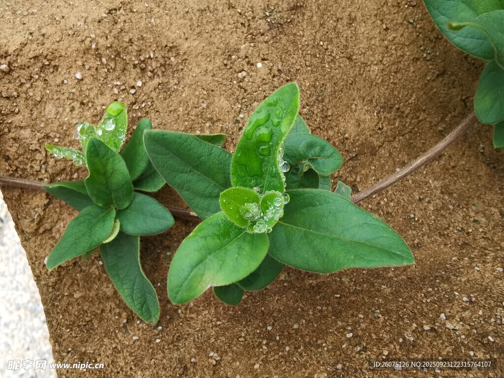嫩绿植物幼苗生长画面
