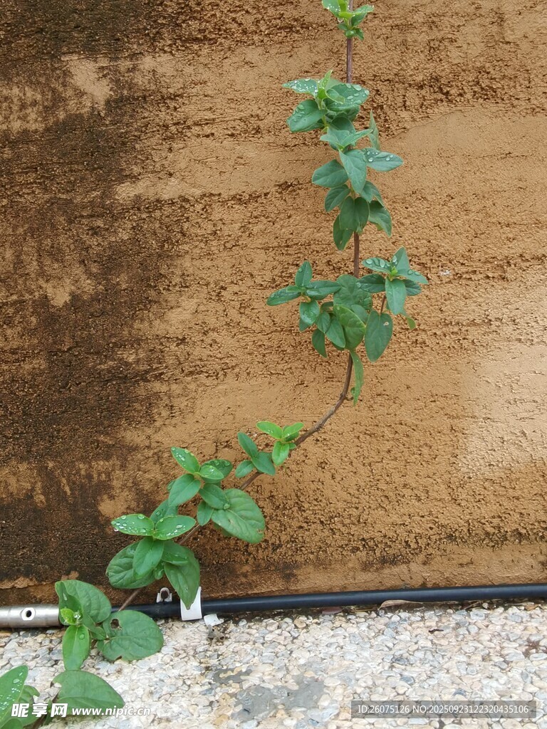墙边攀爬的嫩绿藤蔓