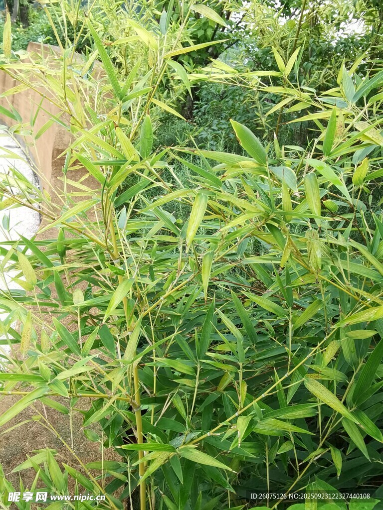 翠绿竹林景观