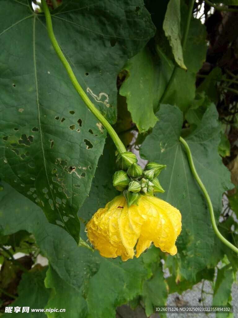 黄色南瓜花绽放
