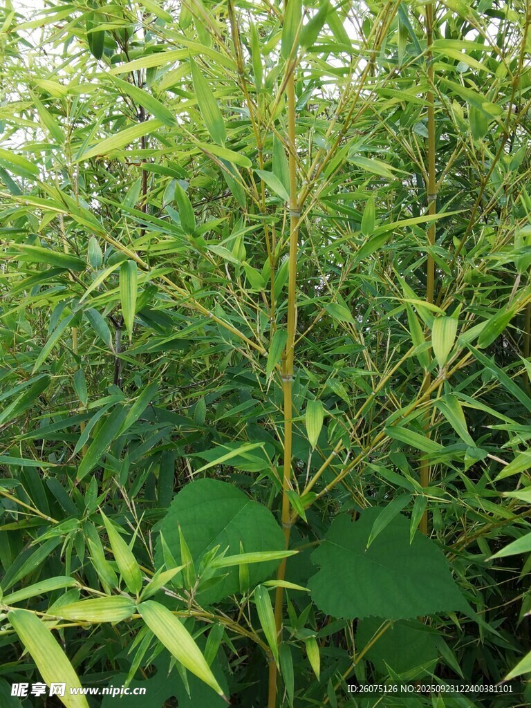 翠绿竹林中的生机景象