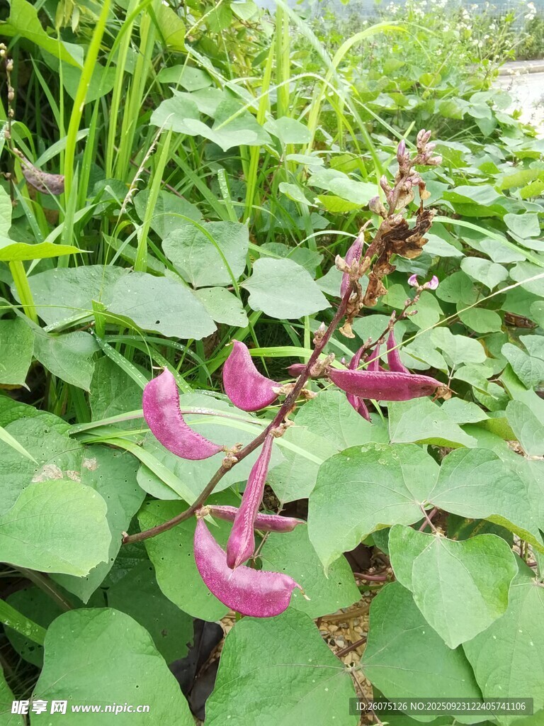 田间紫色豆角攀附绿叶