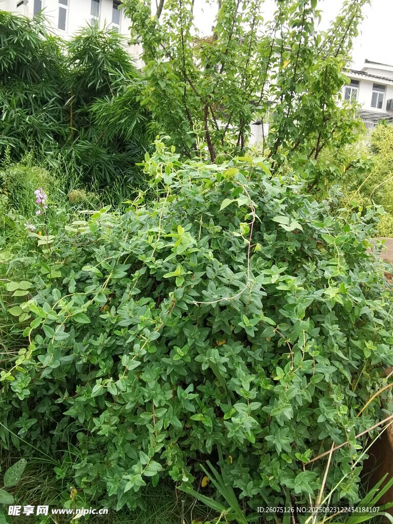 繁茂绿植景观