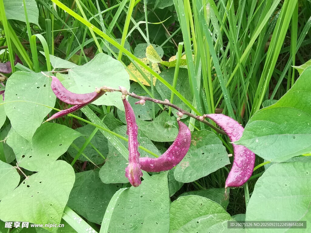 紫色藤蔓植物特写