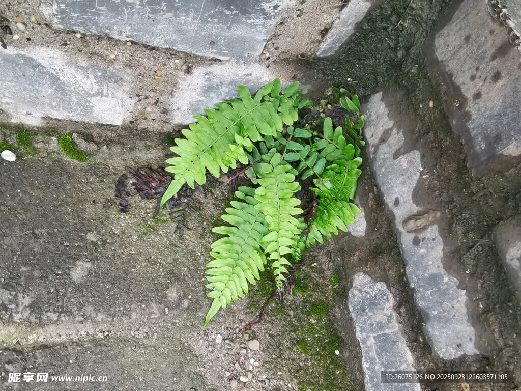 石缝中生长的翠绿蕨类植物