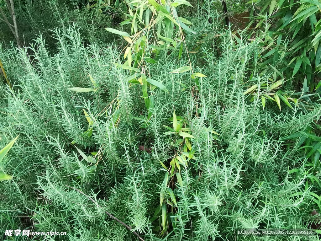 茂密绿植景观