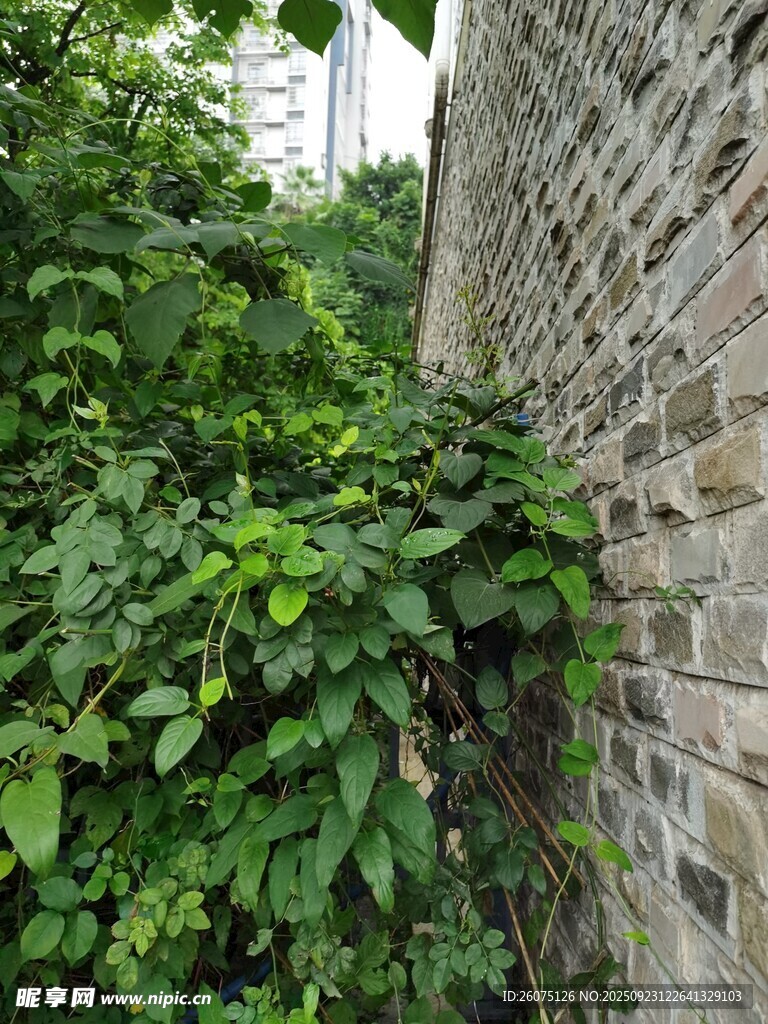 砖墙旁繁茂的绿色植物