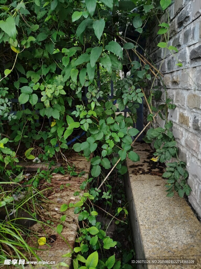 墙边绿植小径