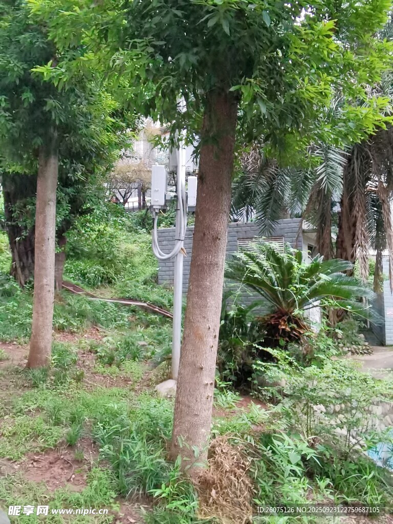 林间绿植景观