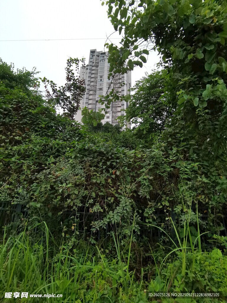 城市中繁茂的绿色植被