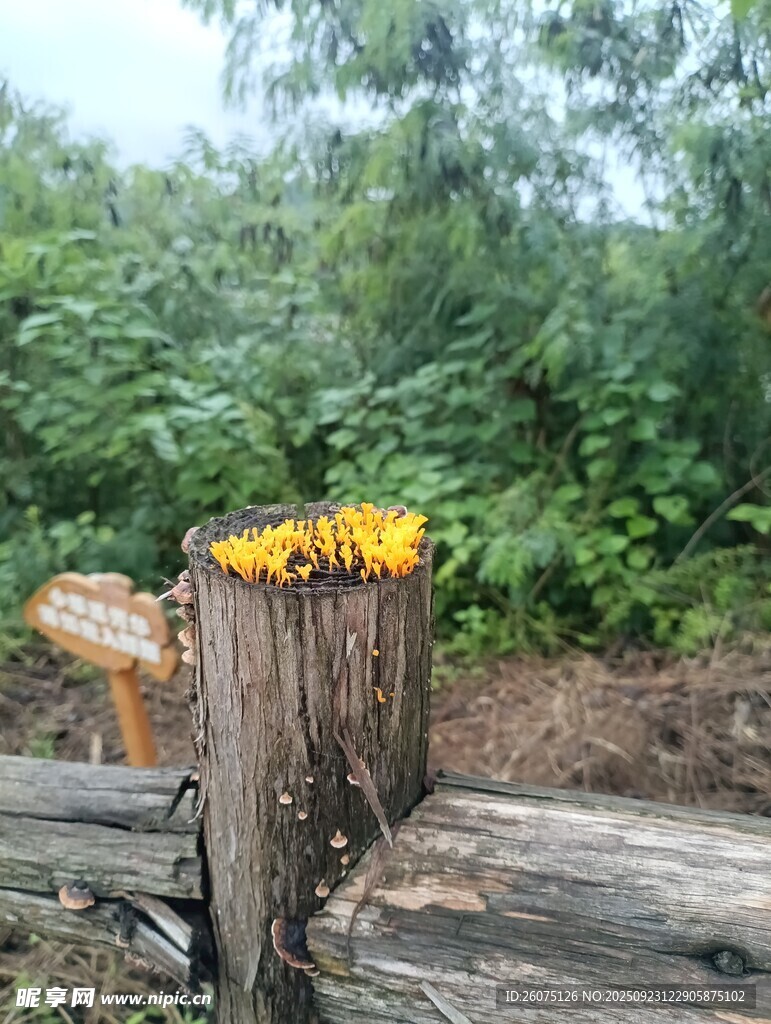 木桩上绽放的黄色菌类