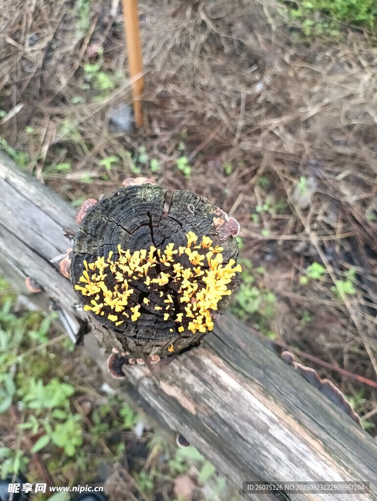 木头上生长的黄色菌类