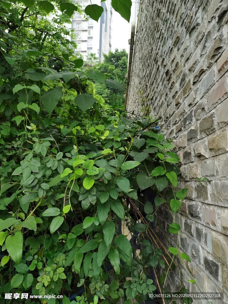 砖墙旁繁茂的绿色植物