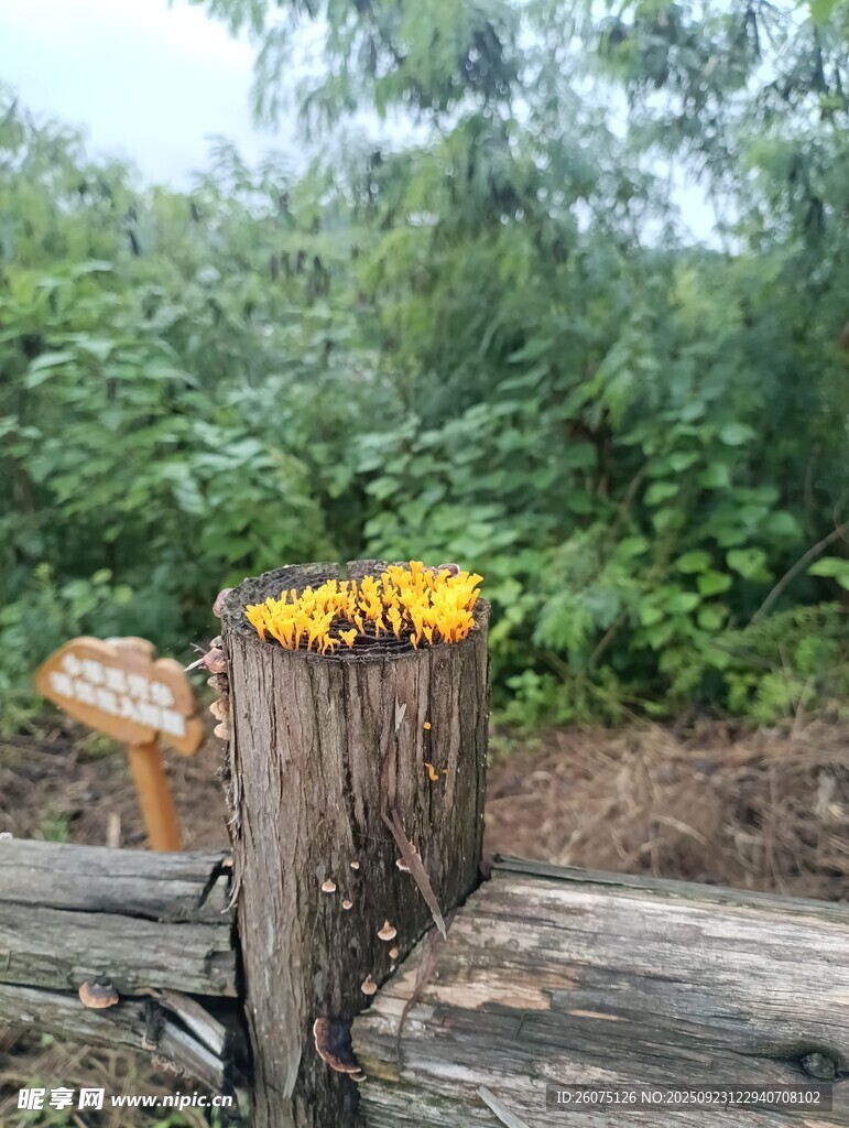 野外木桩上的黄黑条纹蜂