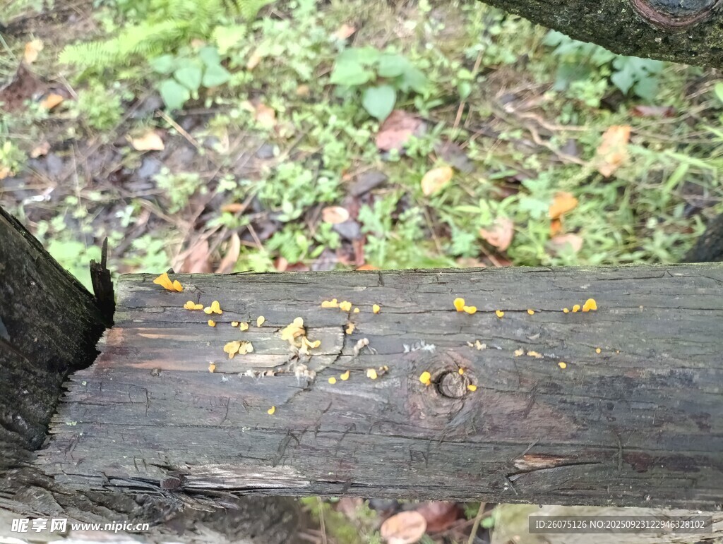 林间腐木上的斑斓落叶