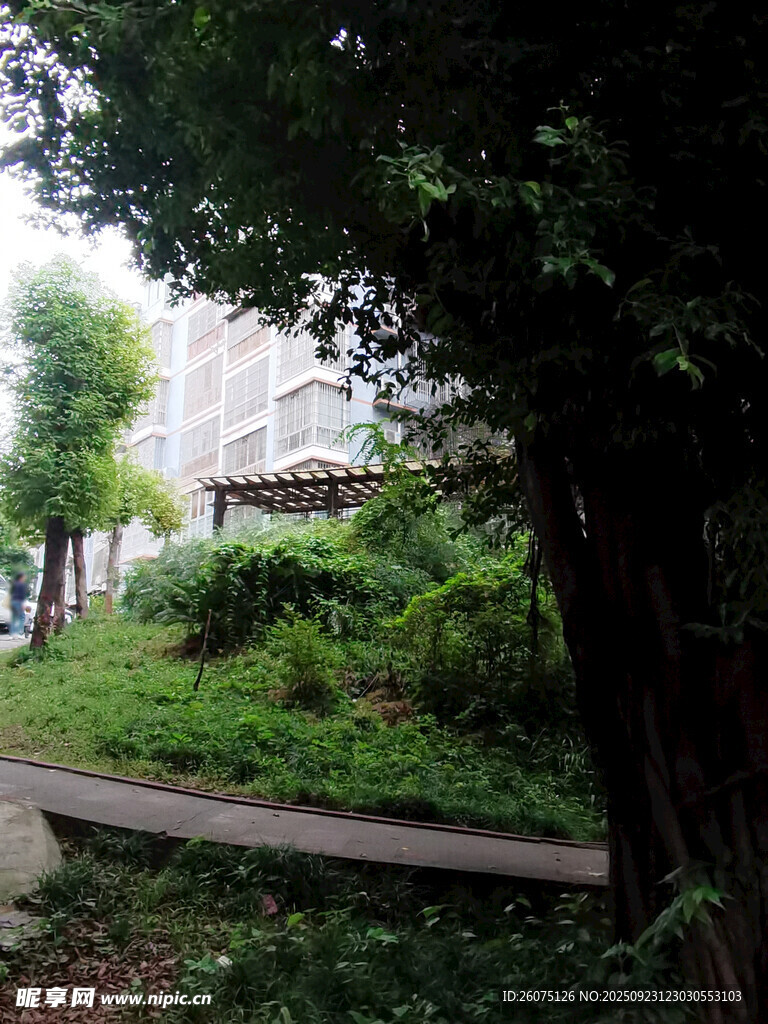 城市中的静谧绿植角落