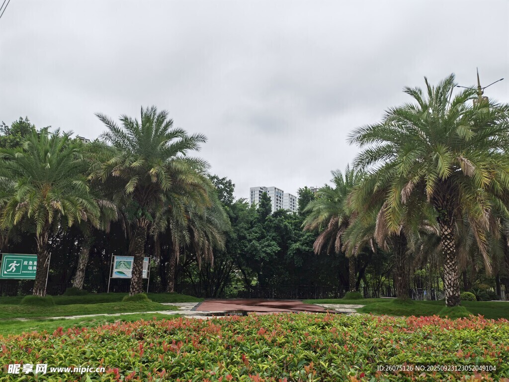 热带风光中的棕榈树景观