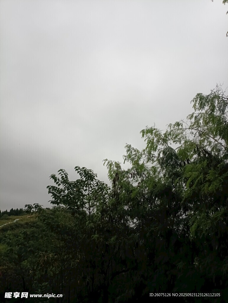 阴天中的葱郁树林