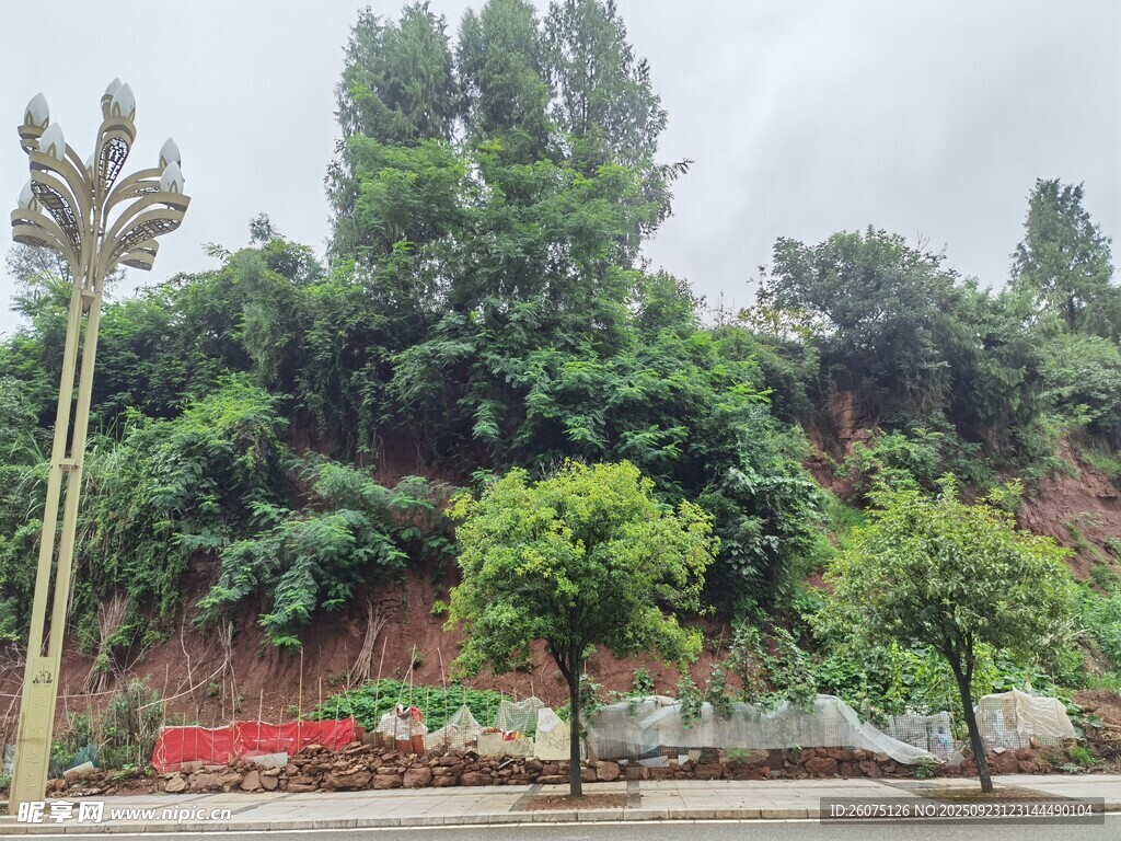 山坡绿植景观