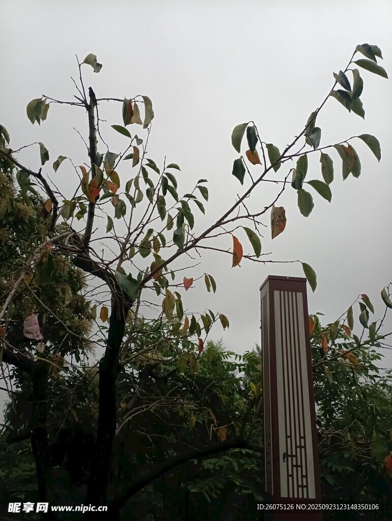 枝头挂果的树木景象