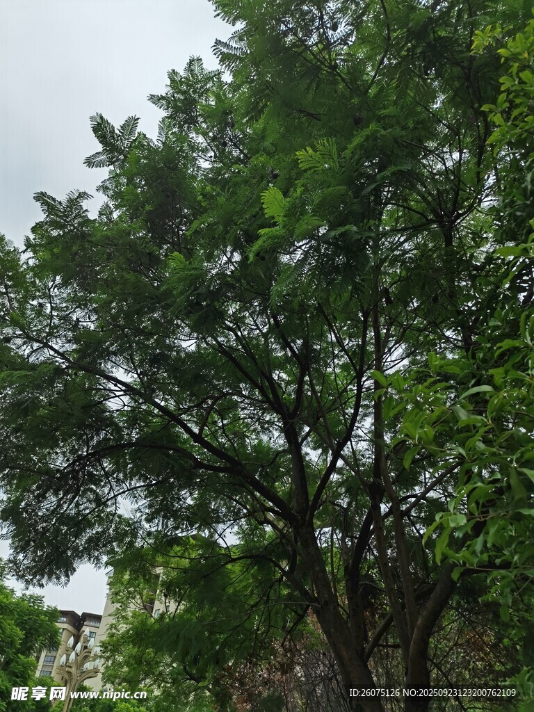 繁茂绿树展现自然生机