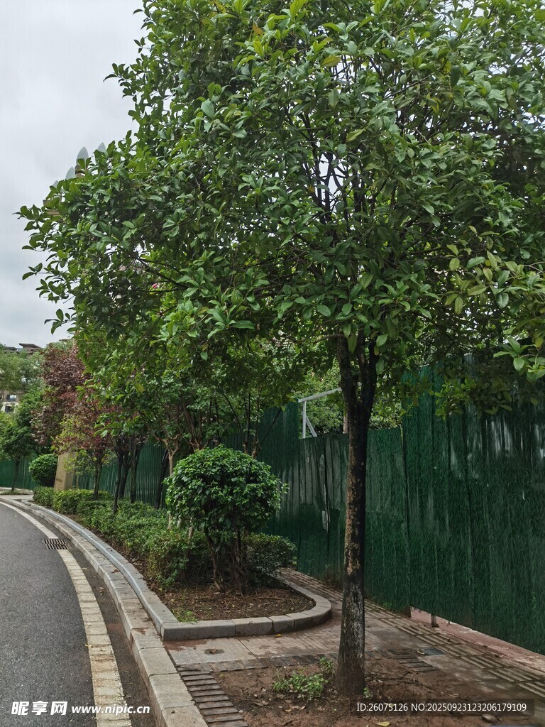 路边绿树与围栏景致