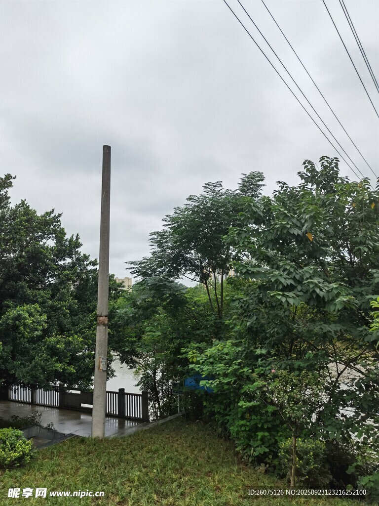 户外绿树与电线杆场景