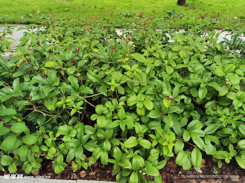 翠绿植物景观