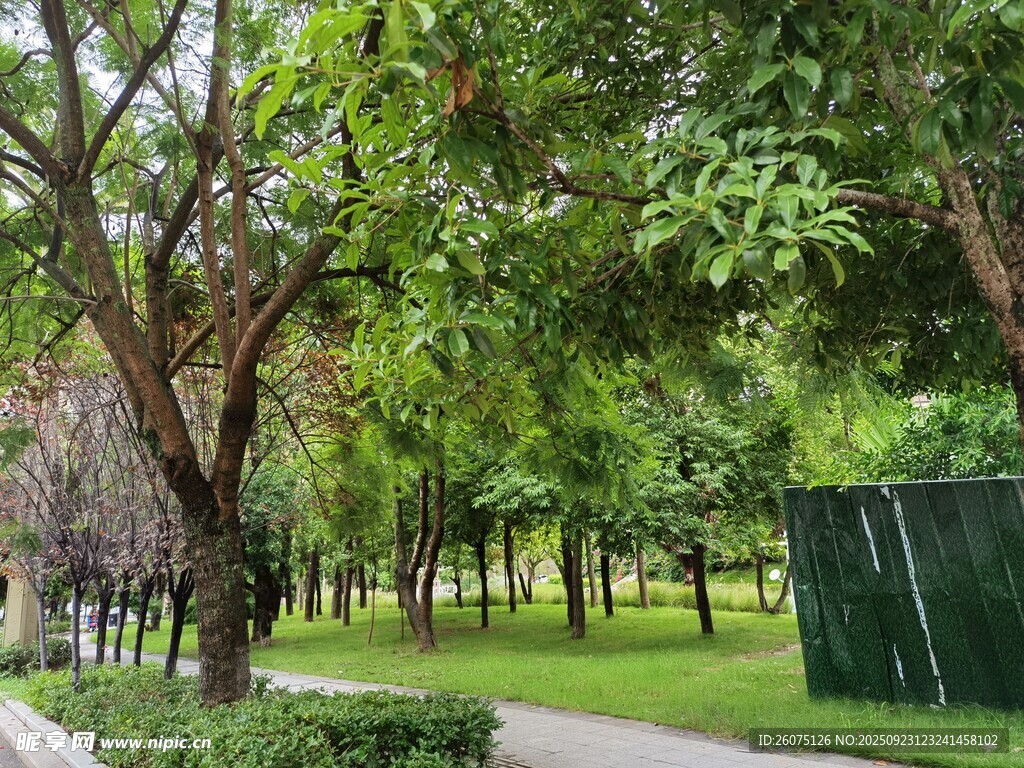 绿意盎然的林间小道