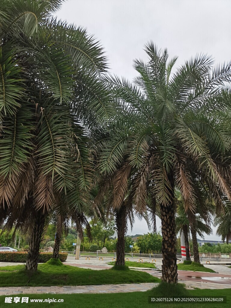 海滨棕榈树景观