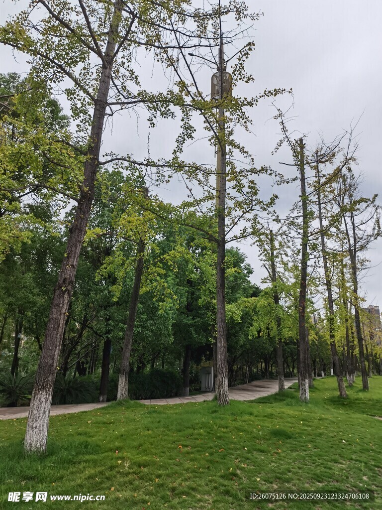 绿意盎然的林间草地