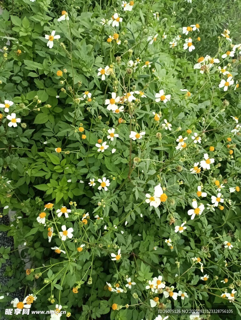 繁茂花丛中的白色小花