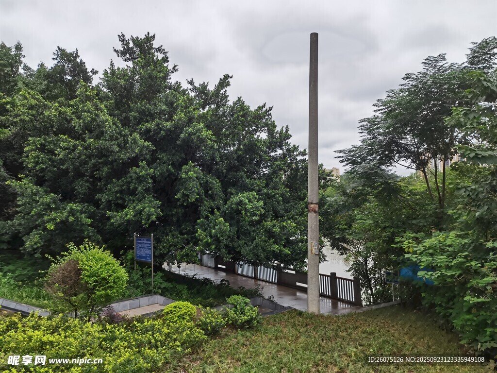 户外绿树环绕的静谧场景