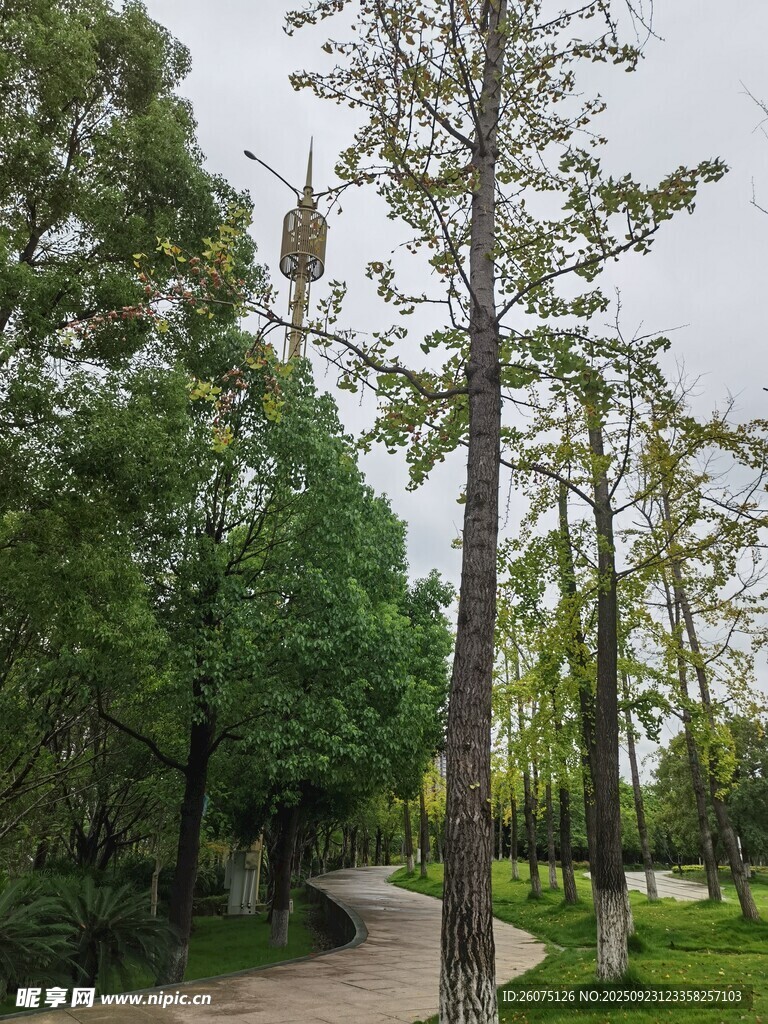林间小径旁的挺拔树木
