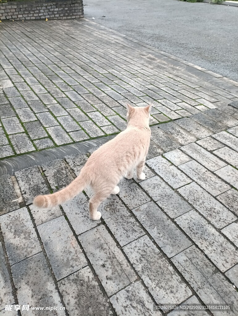 雨中漫步的橘猫
