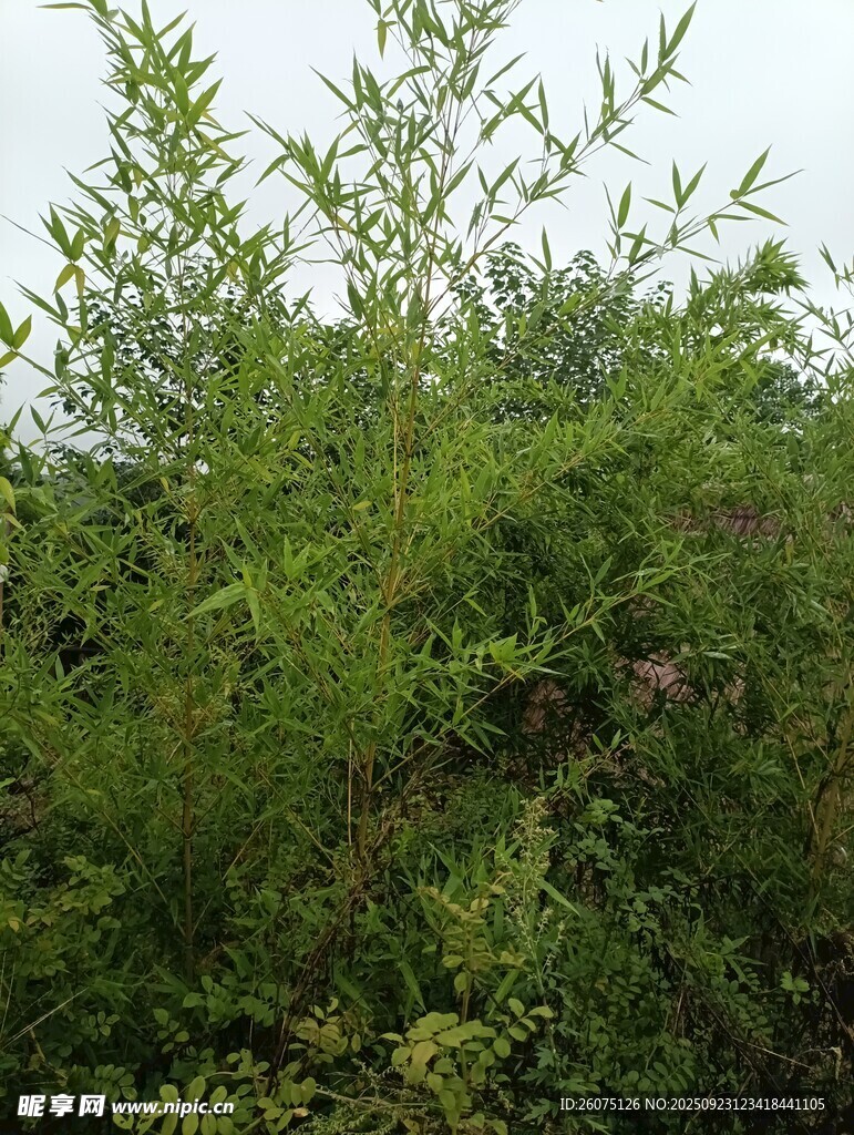 茂密绿植景观