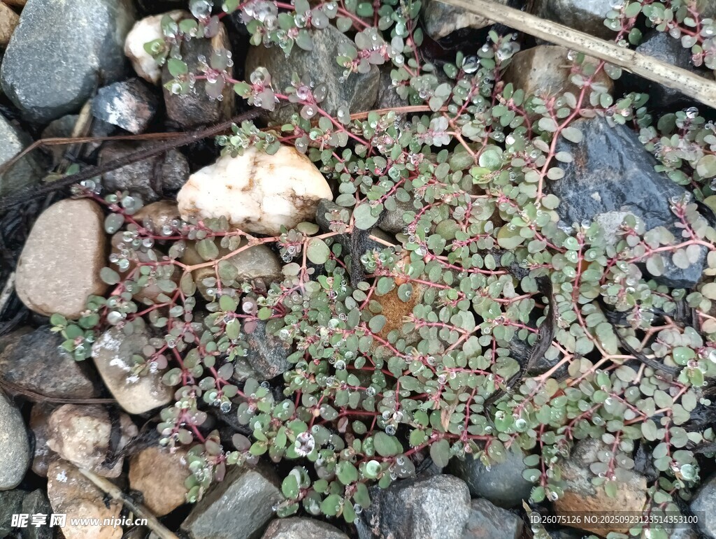 地面上的碎石与绿色植物