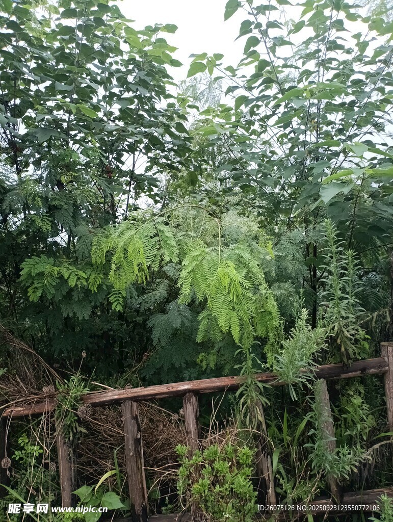 绿意盎然的林间木栏景观
