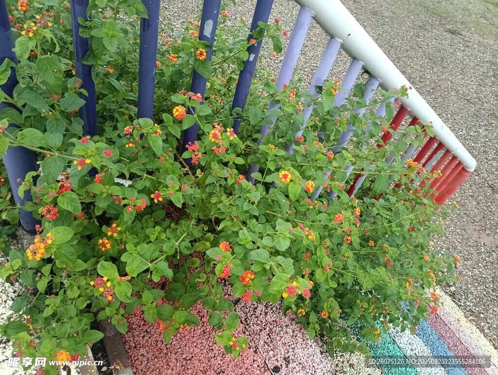 栏杆旁绽放的多彩花卉