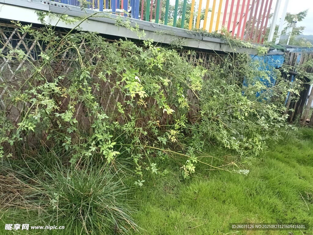 围栏边的绿植景观