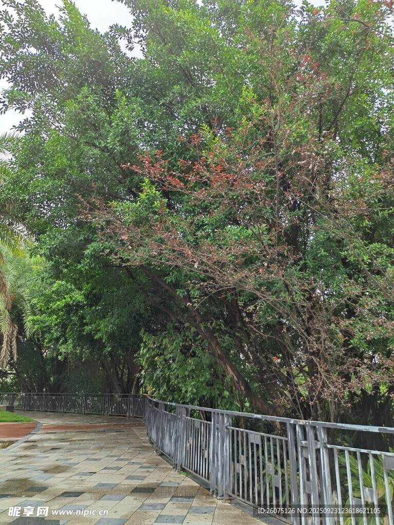 林间小道旁的绿植与护栏