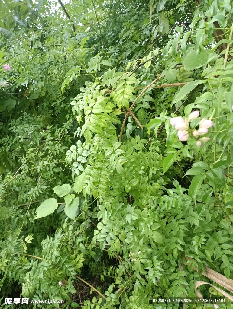 繁茂绿植中的娇艳花朵